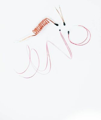 डिजिटल थर्मामीटर के लिए एनामेल्ड लीड तारों के साथ एपॉक्सी लेपित एनटीसी थर्मिस्टर